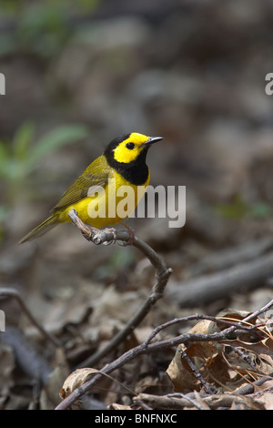 Erwachsene männliche Kapuzen Warbler thront Stockfoto