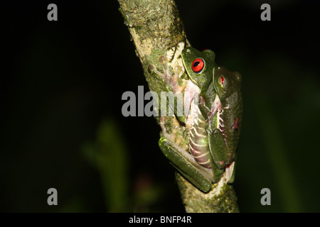 Paarung zweier Red eyed Laubfrösche in Costa Rica Stockfoto