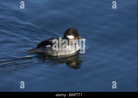 Weibliche Bufflehead schwimmen Stockfoto