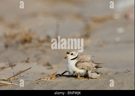 Erwachsenen Piping Plover und Küken Stockfoto