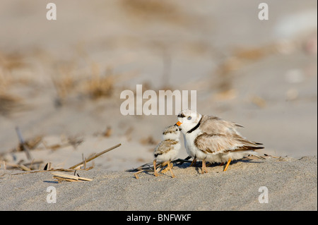 Erwachsenen Piping Plover und Küken Stockfoto