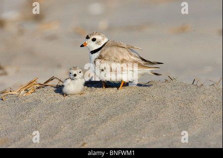 Erwachsenen Piping Plover und Küken Stockfoto