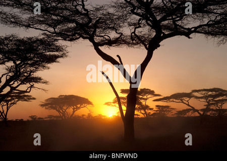 Sonnenuntergang im Acacia Wald am Ndutu in Ngorongoro Tansania Stockfoto