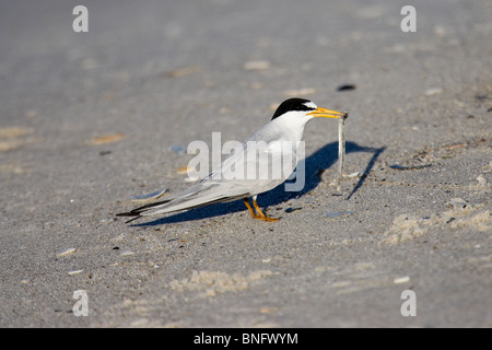 Erwachsene mindestens Tern in Zucht Gefieder stehen am Strand mit einem Fisch im Schnabel Stockfoto
