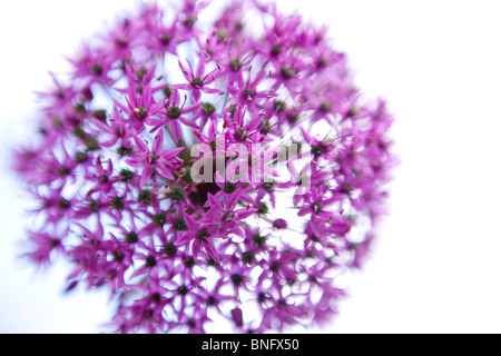Ein lila Allium Blütenstand, Nahaufnahme Stockfoto