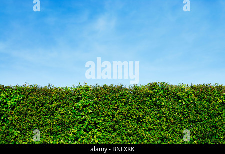 Garten Hecke im Sommer, mit blauen Himmel hinter Stockfoto