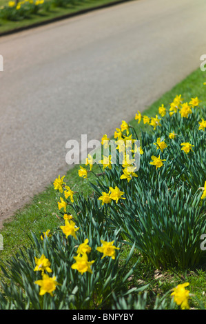 Gelbe Narzisse wilde Blumen wachsen wild in der Landschaft. Stockfoto