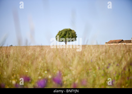 Eine Wildblumenwiese mit einem Baum und einem Haus am Horizont Stockfoto