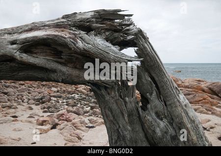 Gebrochene Baumstamm auf einem abgestorbenen Baum entlang der australischen Westküste Stockfoto