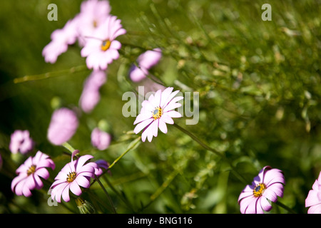 Lila Margeriten Stockfoto