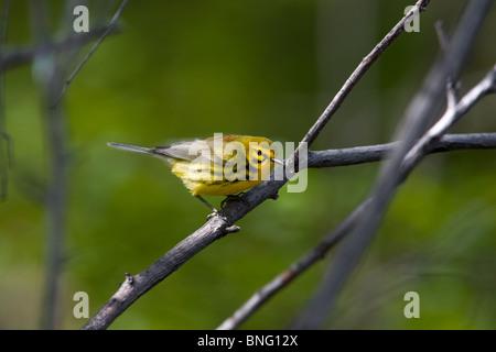 Erwachsene männliche Prairie Warbler thront auf einem Ast Stockfoto