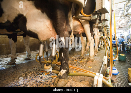 Milchkühe gemolken in Colora Maryland Stockfoto