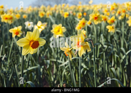 Narzissen (Narcissus) in einem Cornish Feld kommerziell angebaut Stockfoto