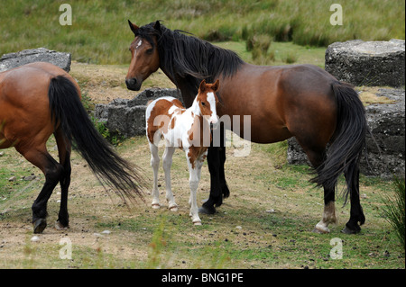 Wildpferde mit Fohlen auf den Hügeln von Clee in Shropshire Stockfoto