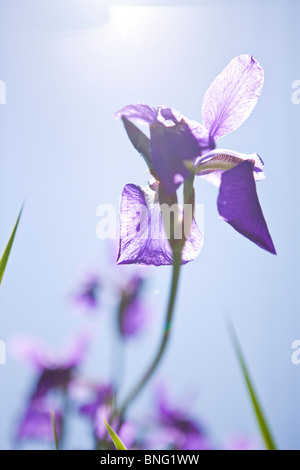 Eine violette Iris Blume in der Sonne Stockfoto