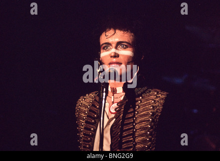 Adam ant Stockfoto