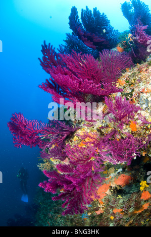 Taucher beobachten bunte Gorgonien Wald, Insel Korcula, Kroatien Stockfoto