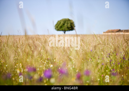 Eine Wildblumenwiese mit einem einsamen Baum am Horizont Stockfoto