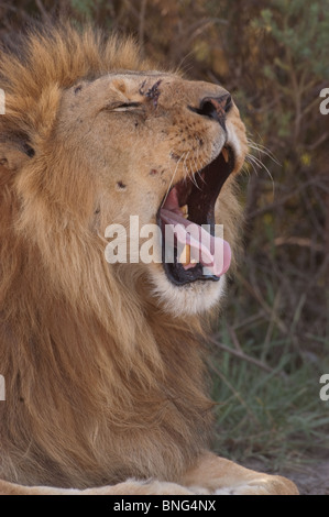 Männlicher Löwe Panthera Leo am Ndutu in Ngorongoro Tansania quatschen Stockfoto