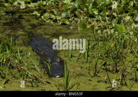 Amerikanischer Alligator (Alligator Mississippiensis) lauern im Wasser am Corkscrew Swamp Sanctuary, Collier County, Florida. Stockfoto