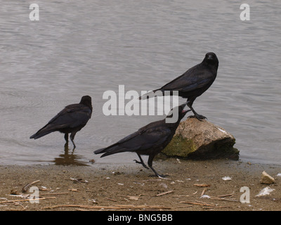 Rabenkrähen, Corvus Corone corone Stockfoto