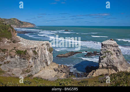 Neuseeland; Westküste der Nordinsel; Murawai Tölpelkolonie; März 2OO9 Stockfoto