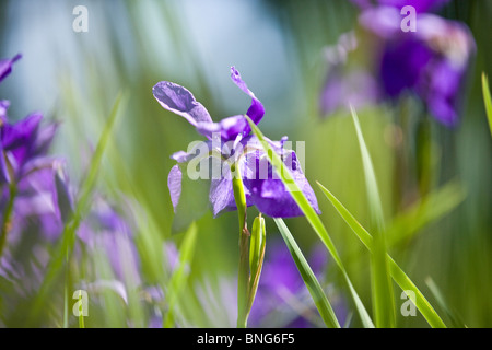 Eine violette Iris Blume mit grünen Blättern Stockfoto