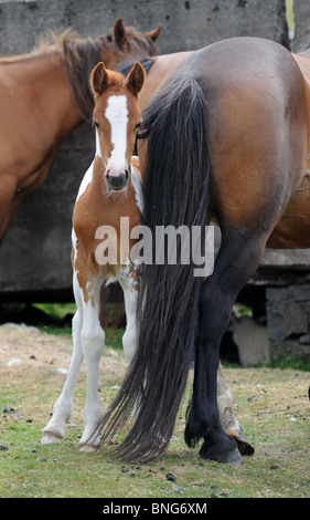 Wildpferde mit Fohlen auf den Hügeln von Clee in Shropshire Stockfoto