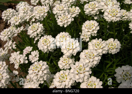 Iberis Sempervirens, immergrüne Schleifenblume Stockfoto