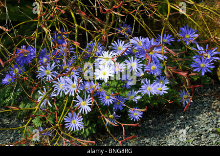 Anemone Blanda "Blautöne" und weißen Pendant Stockfoto