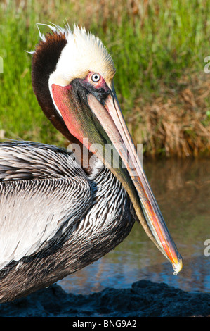 Texas, Port Aransas. Braune Pelikan im Leonabelle Turnbull Birding Center. Stockfoto