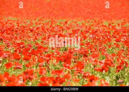 Ein Teppich aus Mohnblumen auf ein Naturschutzgebiet im englischen Worcestershire Stockfoto