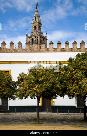 Die Giralda Turm aus innerhalb der Mauern des El Patio de Banderas / Plaza Patio de Banderas, Sevilla / Sevilla. Spanien. Stockfoto