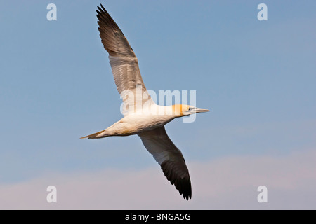 Basstölpel im Flug. Stockfoto