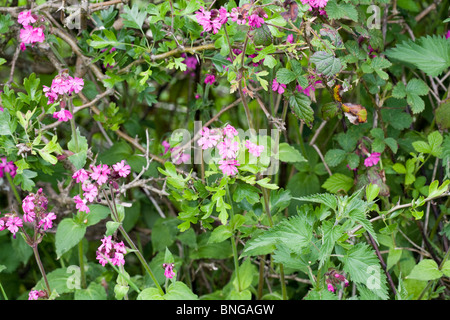 Red Campion von einer Hecke in der Nähe von Chatsworth Sommer Derbyshire England Stockfoto