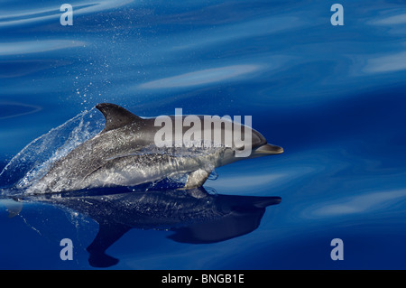 Delphin-Hochformat-Bildes springen auf Azoren Atlantik Stockfoto