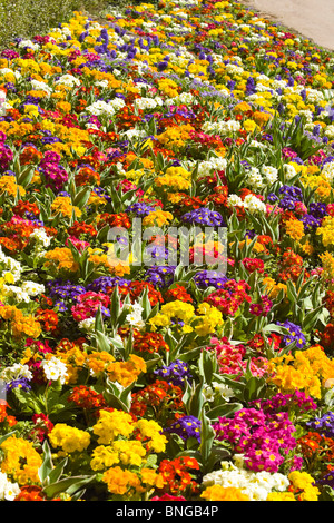 Vertikale Nahaufnahme von schönen hellen Frühlingsblumen, Primeln, von verschiedenen Farben in einem Blumenbeet. Stockfoto