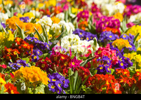 Horizontale Nahaufnahme von schönen hellen Frühlingsblumen, Primeln, von verschiedenen Farben in einem Blumenbeet. Stockfoto