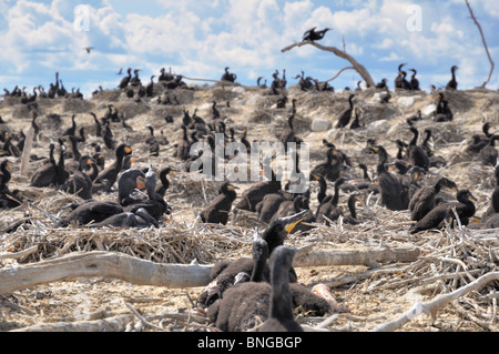 Eine Kolonie von brütenden Kormorane auf La Ronge See im nördlichen Saskatchewan Kanada. Stockfoto