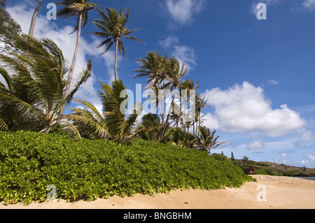 Elk284-6172 Hawaii, Molokai, Twenty Mile Beach Stockfoto