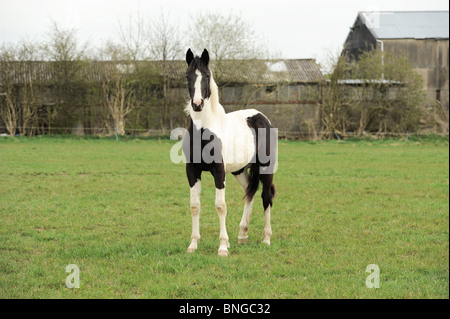 schwarzen und weißes Pferd stand im Bereich Stockfoto