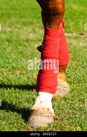 Houston Polo Club, houston, texas. Stockfoto