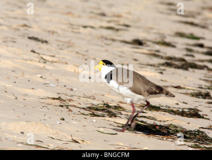 Sporn-winged Plover oder maskierten Kiebitz, Vanellus Miles Novaehollandiae, walking am Strand Stockfoto