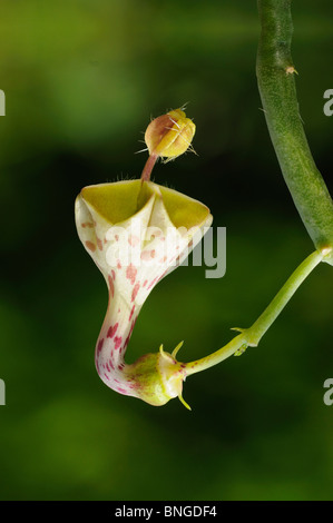 Blume von Ceropegia haygarthii, Südafrika Stockfoto