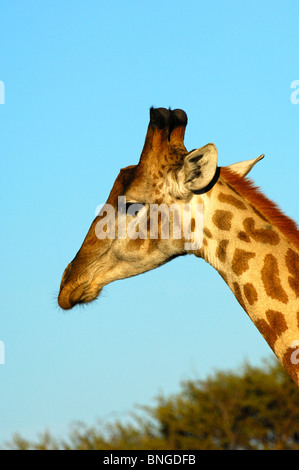 Giraffe, Giraffe-Giraffe, Madikwe Game Reserve, Südafrika Stockfoto