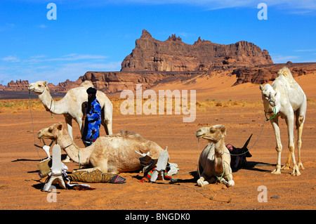 Tuareg-Nomaden mit ihren weißen Mehari Dromedare am Rastplatz legen Sie in der Wüste, Sahara, Libyen Stockfoto