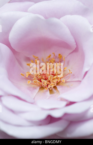Nahaufnahme der Hybrid Tea Rose 'Blue Moon' Stockfoto