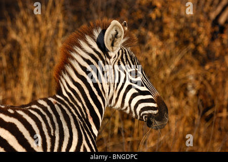Burchell Zebra, Equus Burchelli, Madikwe Game Reserve, Südafrika Stockfoto