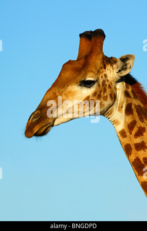 Giraffe, Giraffe-Giraffe, Madikwe Game Reserve, Südafrika Stockfoto