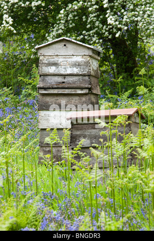 Bienenstöcke unter Glockenblumen Stockfoto